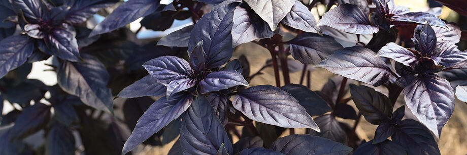 Purple Prospera&reg; basil leaves.
