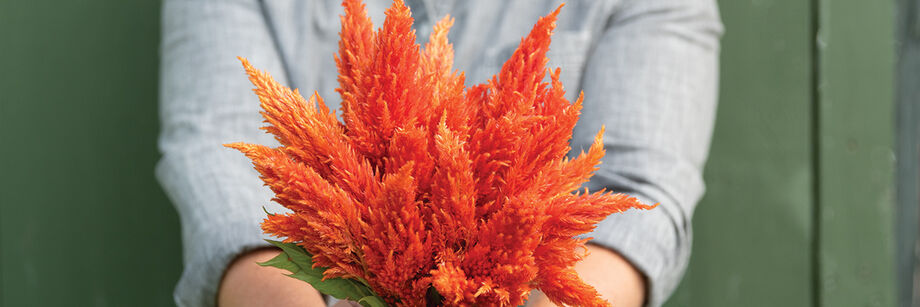 Orange Sunday&trade; Series bouquet celosia blossoms.