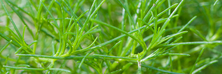 The green, narrow, succulent leaves of saltwort.