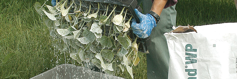 Person dipping seedlings into Surround&reg;WP, one of the organic gardening supplies offered by Johnny's.