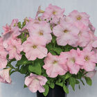 Dreams&trade; Appleblossom Petunia