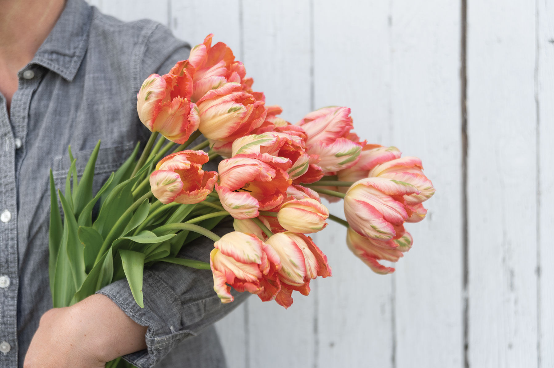 Apricot Parrot Tulips