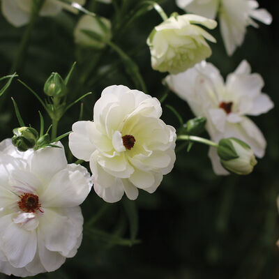 Butterfly&trade; Ninos&reg; Ranunculus