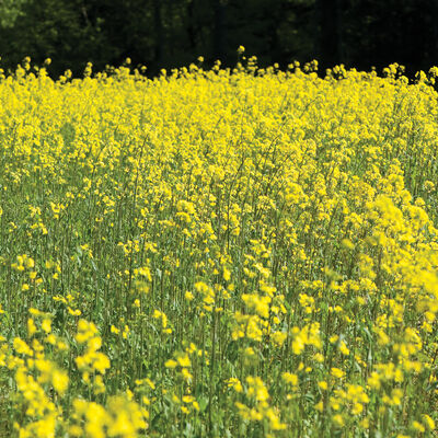 Yellow Mustard Brassicas and Broadleaves