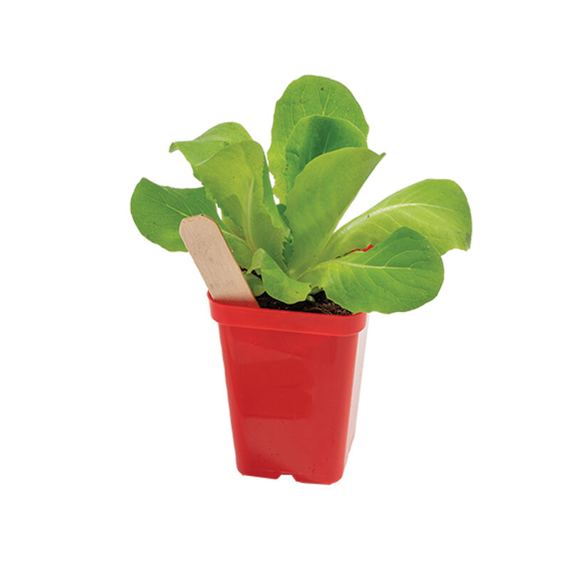 Polypro 2.5" Insert Pots &ndash; Red, 32 Count Plastic Pots