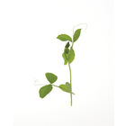 Pea, Dwarf Grey Sugar Shoots