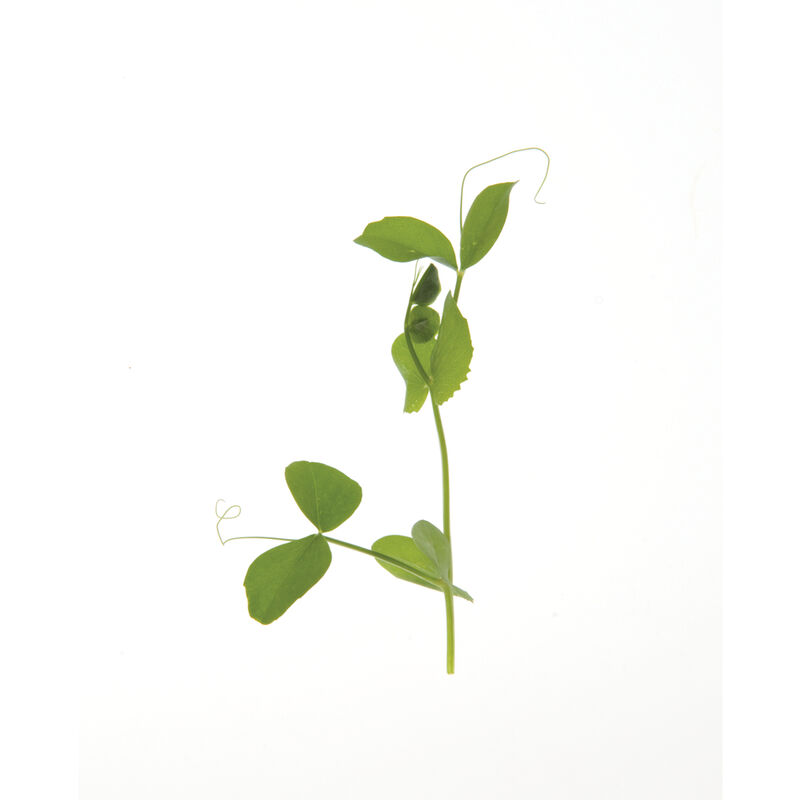 Pea, Dwarf Grey Sugar Shoots
