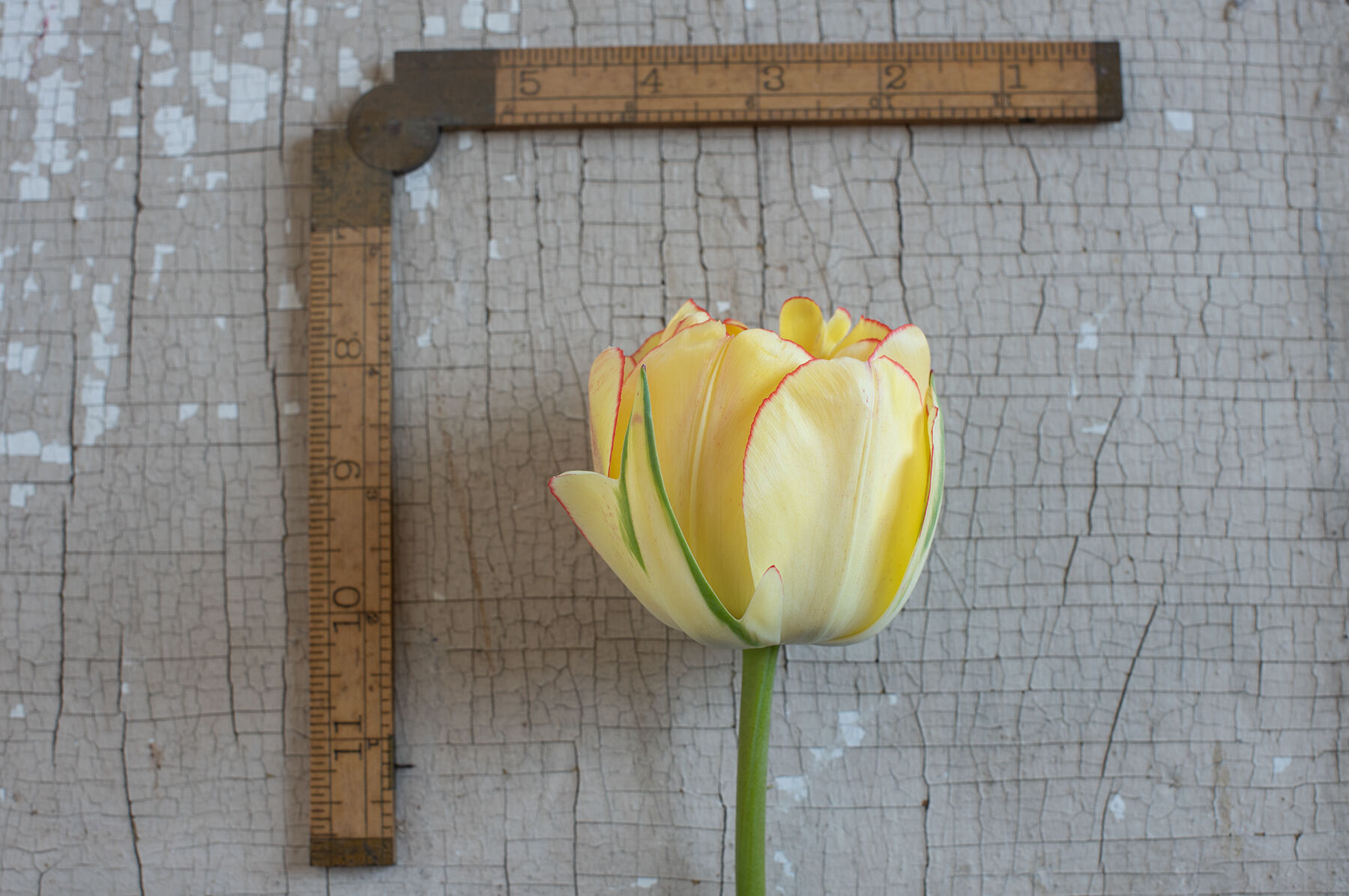 Akebono Tulips
