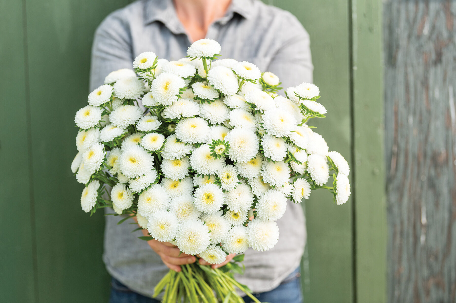 Bonita White Aster