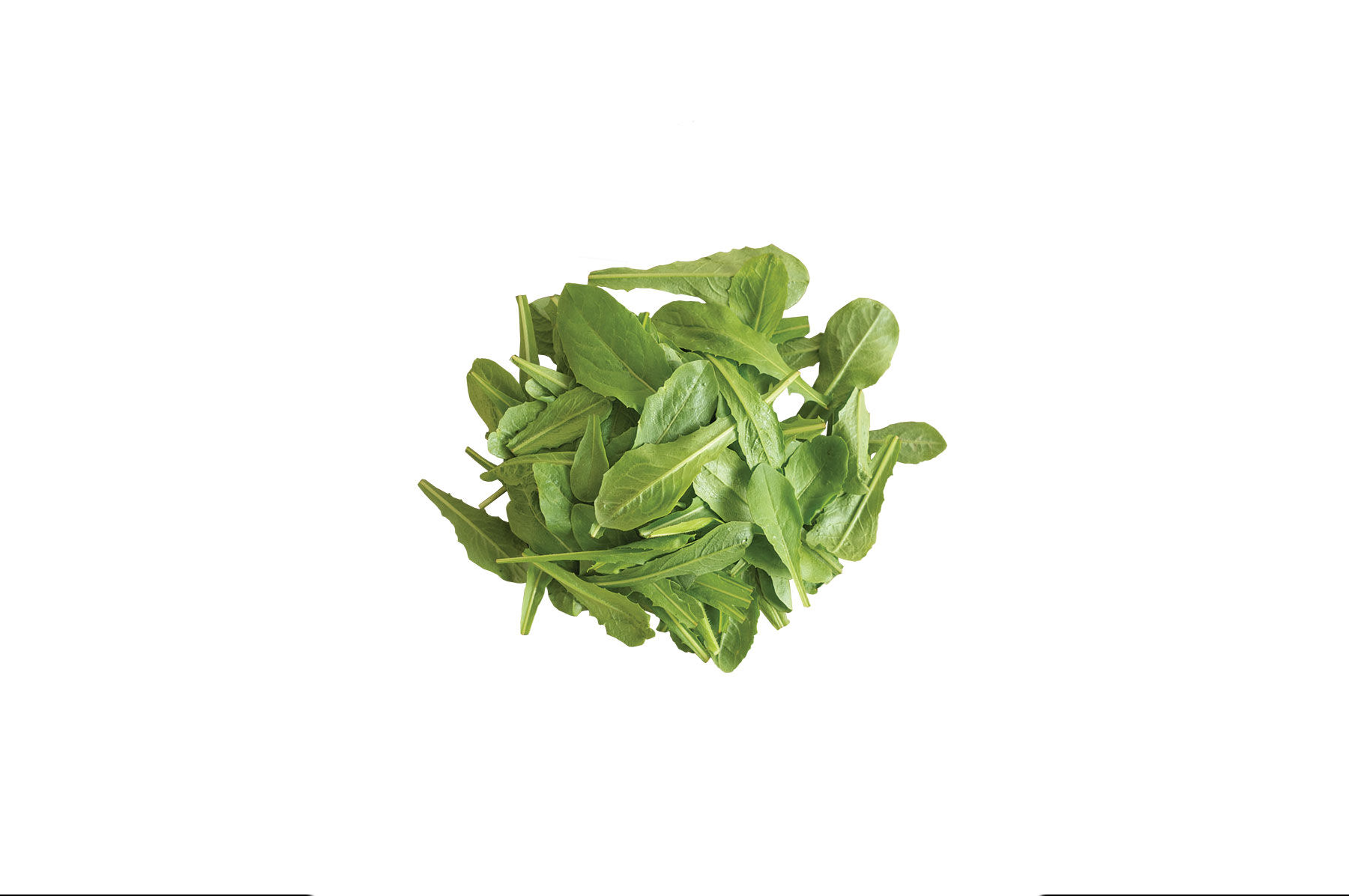 Catalogna Special Italian Dandelion