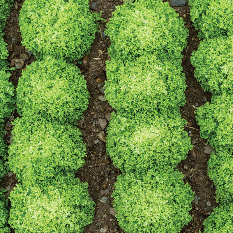 Salanova&reg; Green Incised Salanova&reg; Lettuce