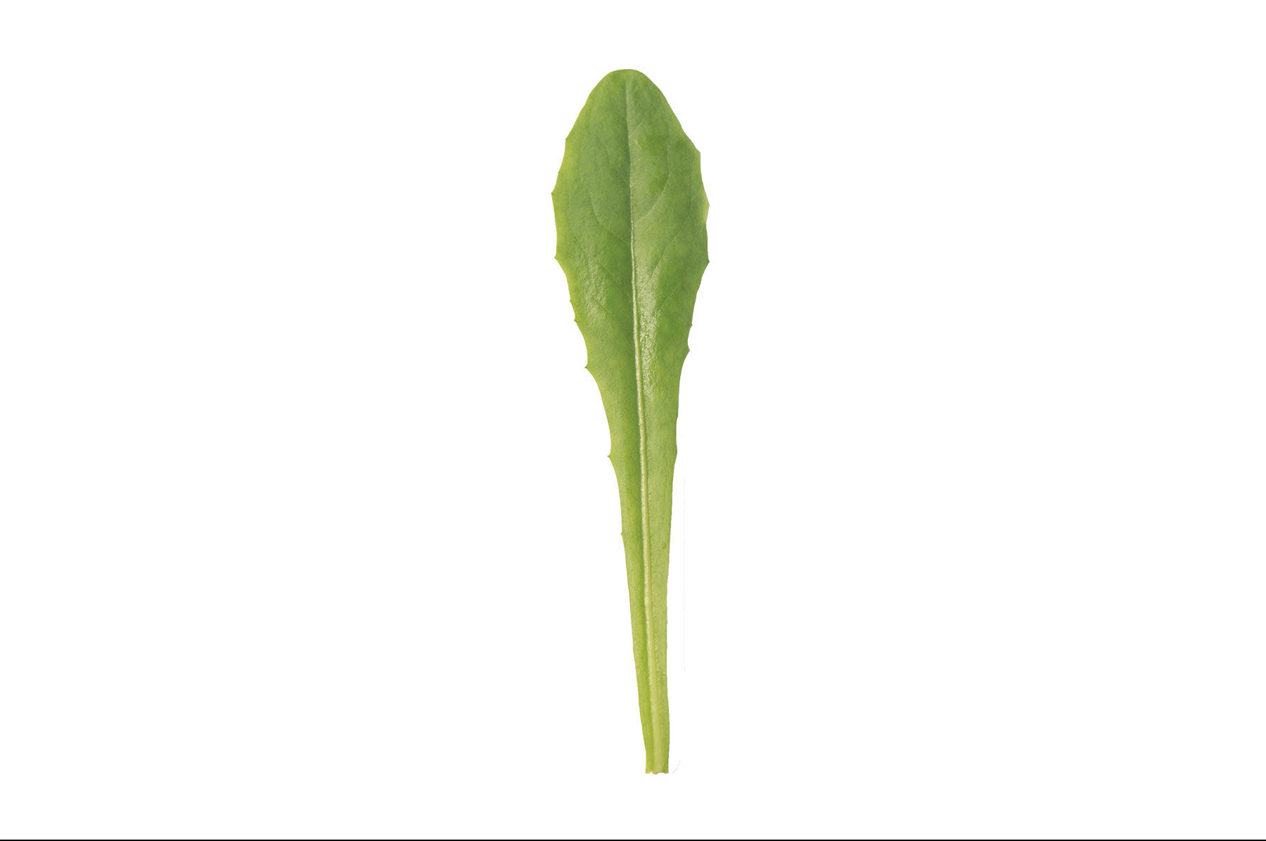 Catalogna Special Italian Dandelion
