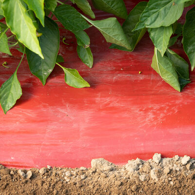 SRM Red Mulch &ndash; 4' x 600' Mulch Films