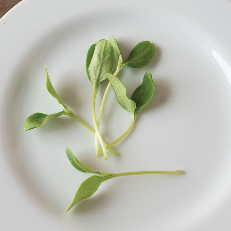 Melon Shoots