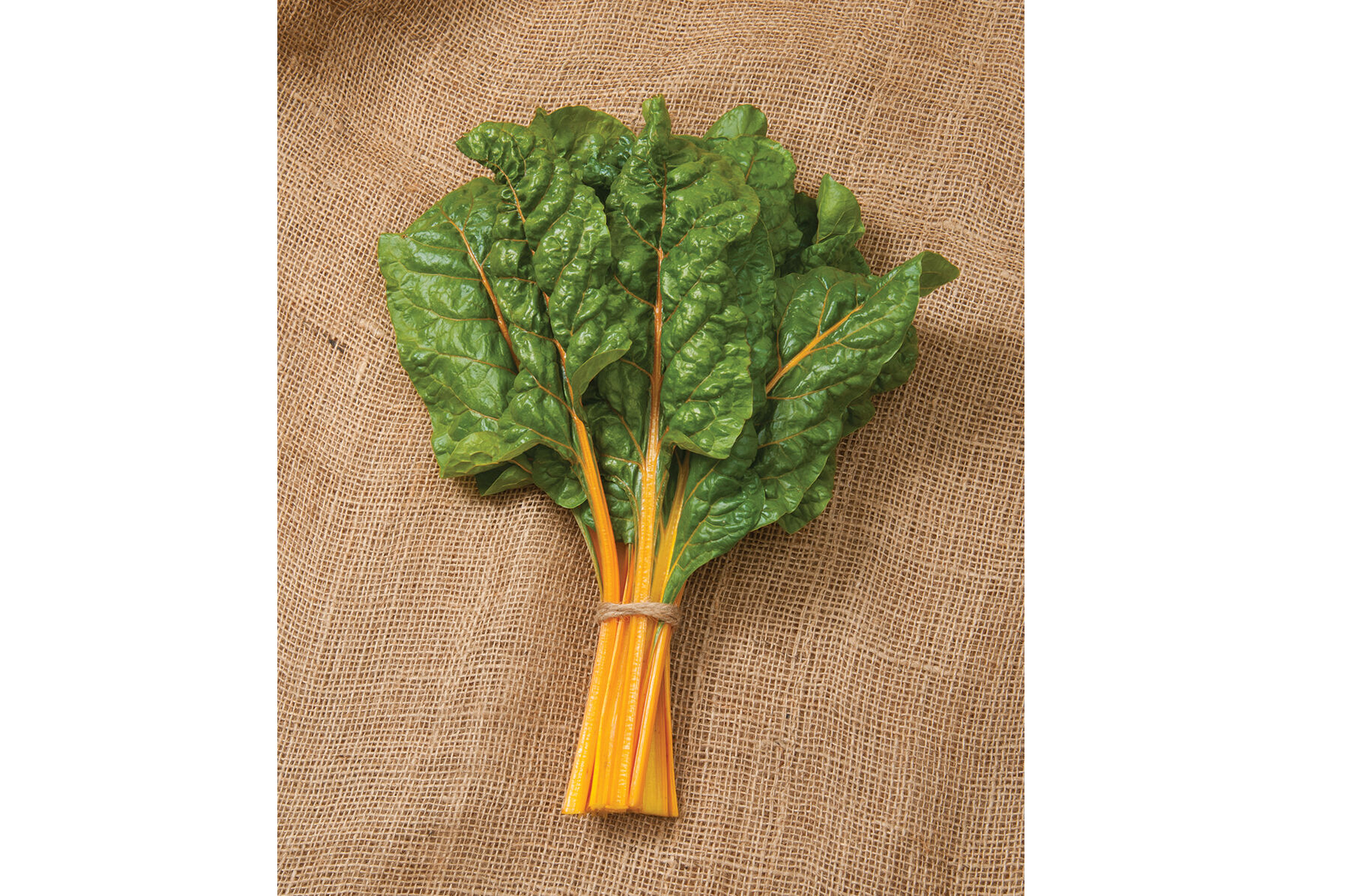 Oriole Swiss Chard
