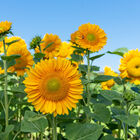 ProCut&reg; Gold Lite DMR Tall Sunflowers