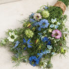 Love-In-A-Mist Nigella