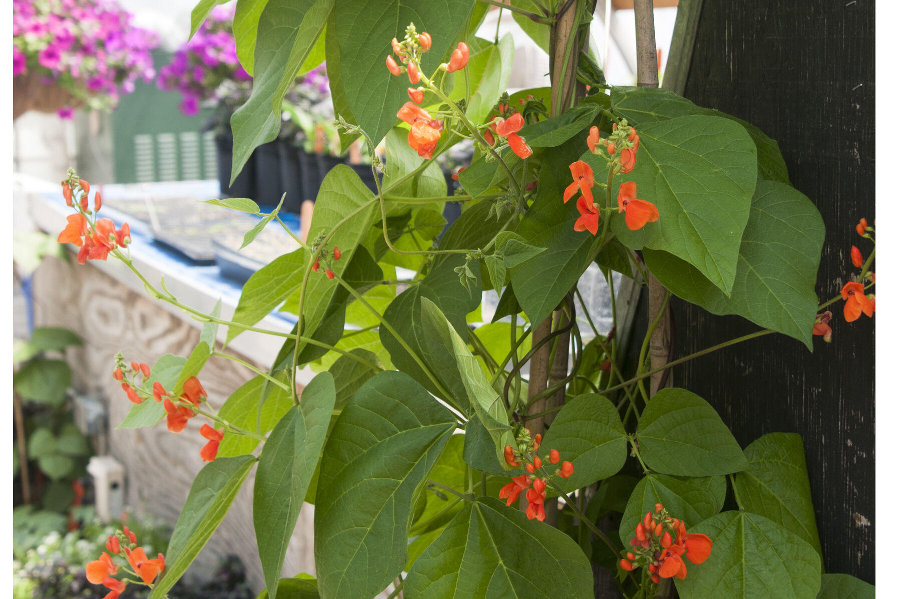 Scarlet Runner Bean Scarlet Runner Bean