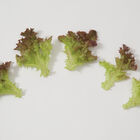 Salanova&reg; Red Incised Salanova&reg; Lettuce