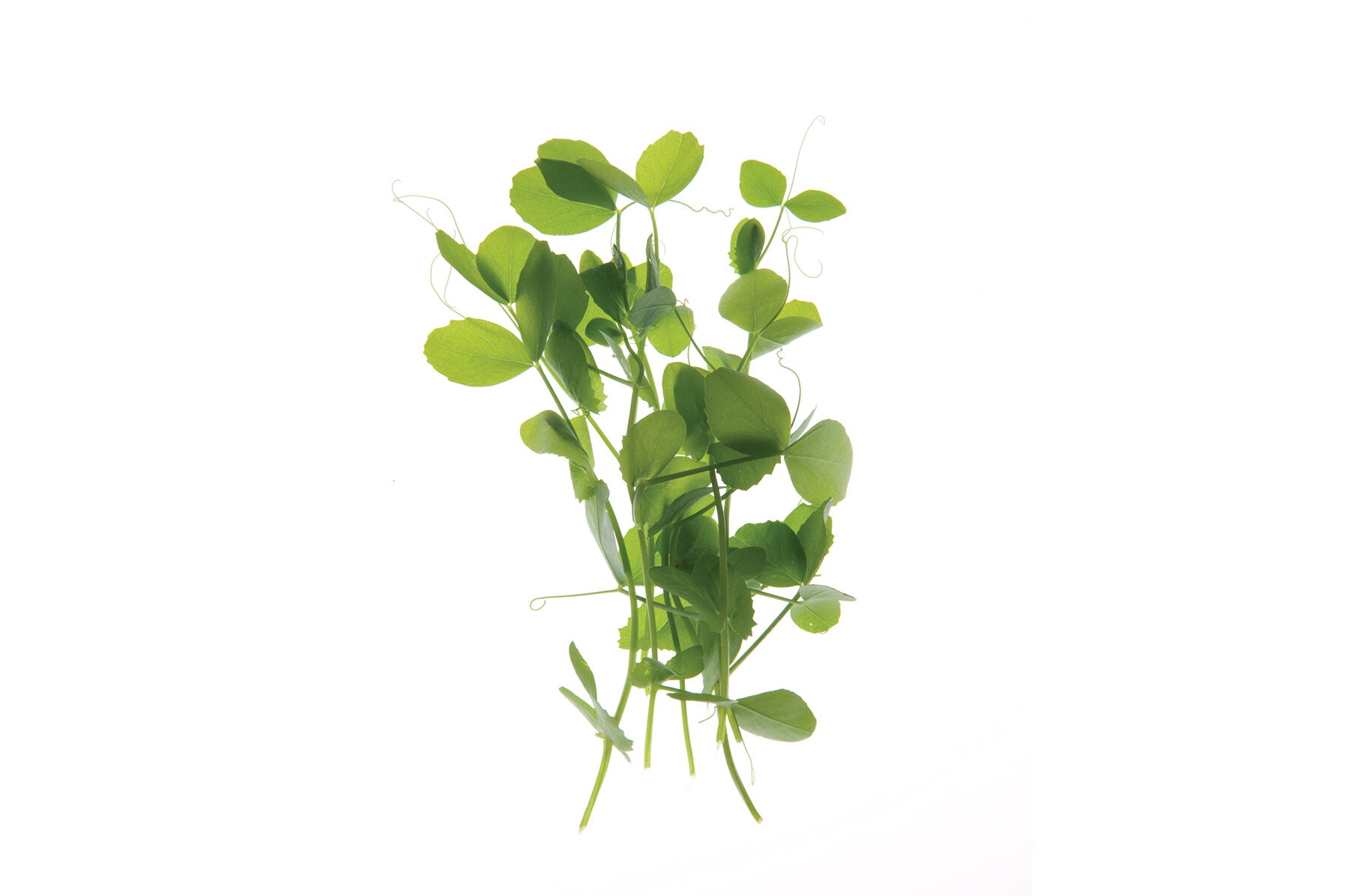 Pea, Field Shoots
