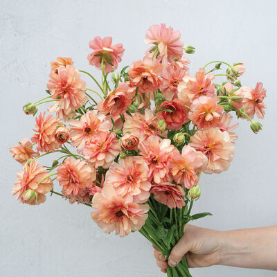 Butterfly&trade; Eris&reg; Ranunculus