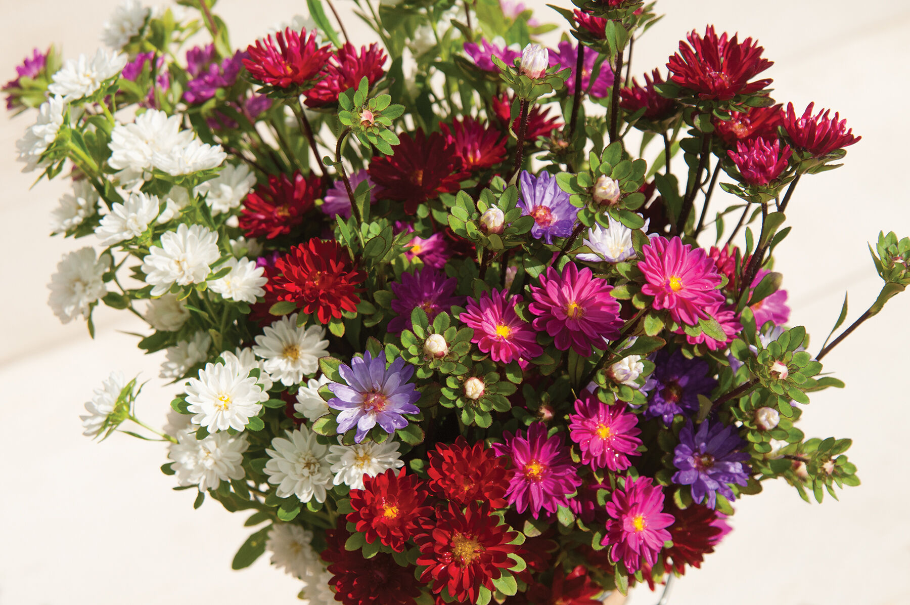 Serenade Mix Aster