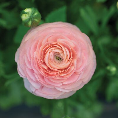 Romance&trade; Salerno&reg; Ranunculus