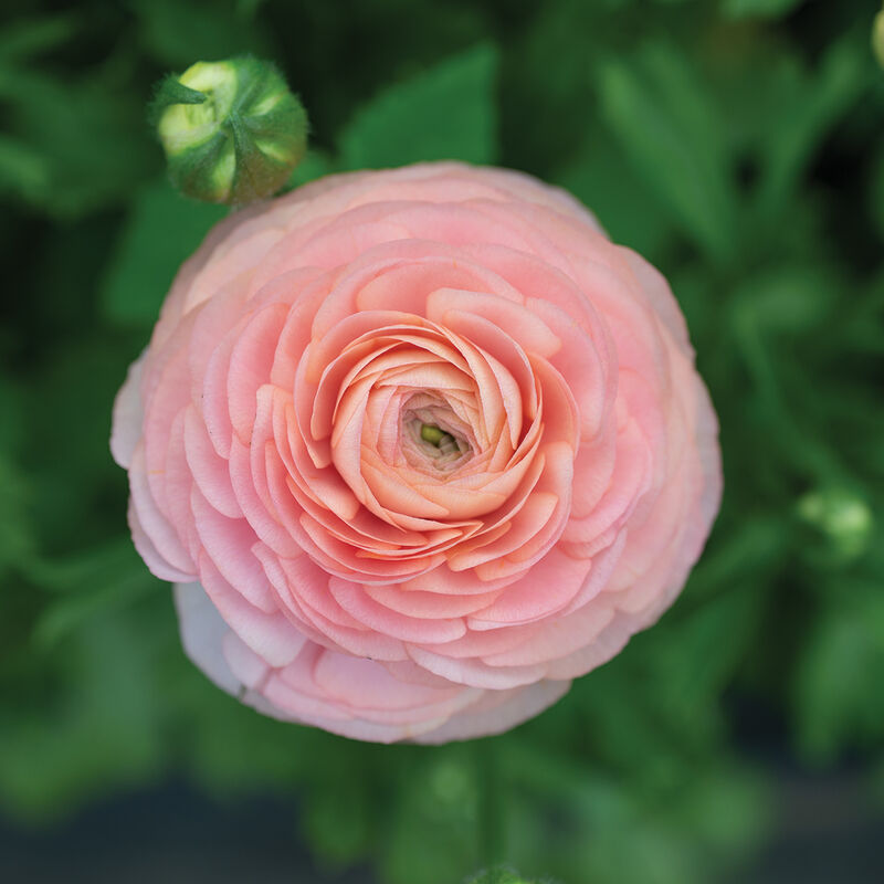 Romance&trade; Salerno&reg; Ranunculus