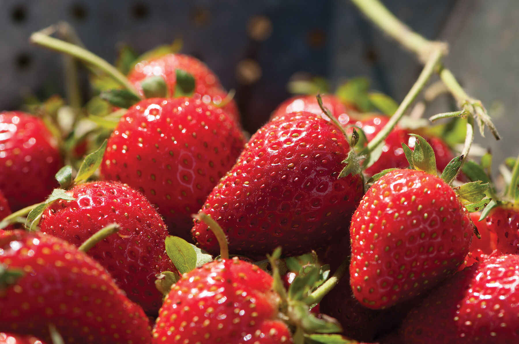 Elan Organic Fruits