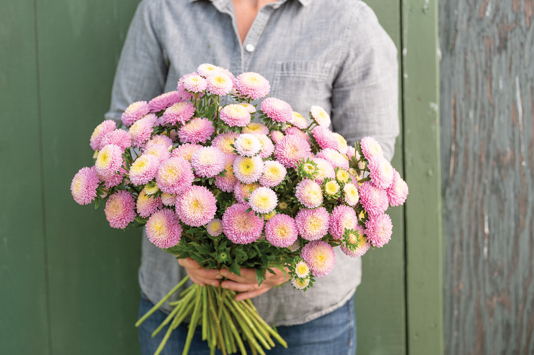 Bonita Shell Pink Aster