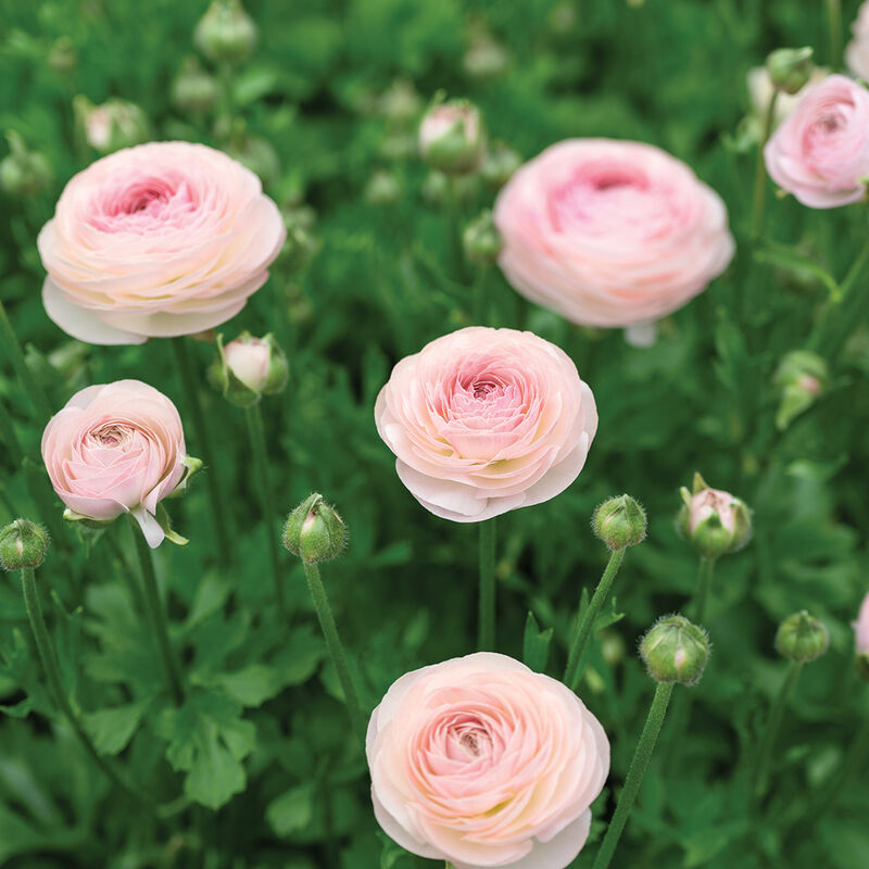 Romance&trade; Seine&reg; Ranunculus