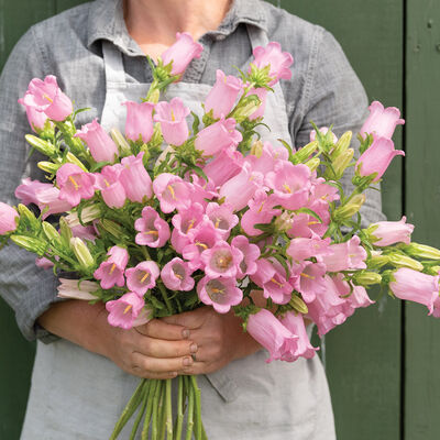Champion II Pink Campanula (Bellflower)