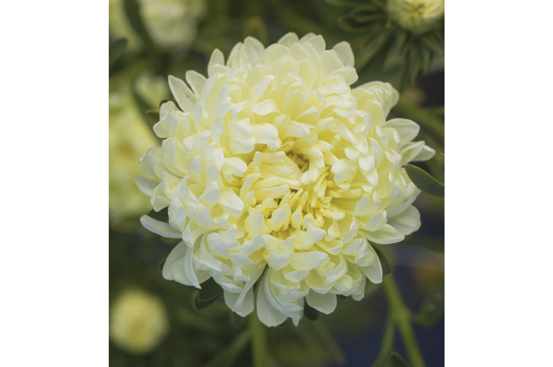 Tower Yellow Aster