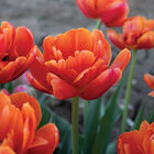 Icoon Tulips