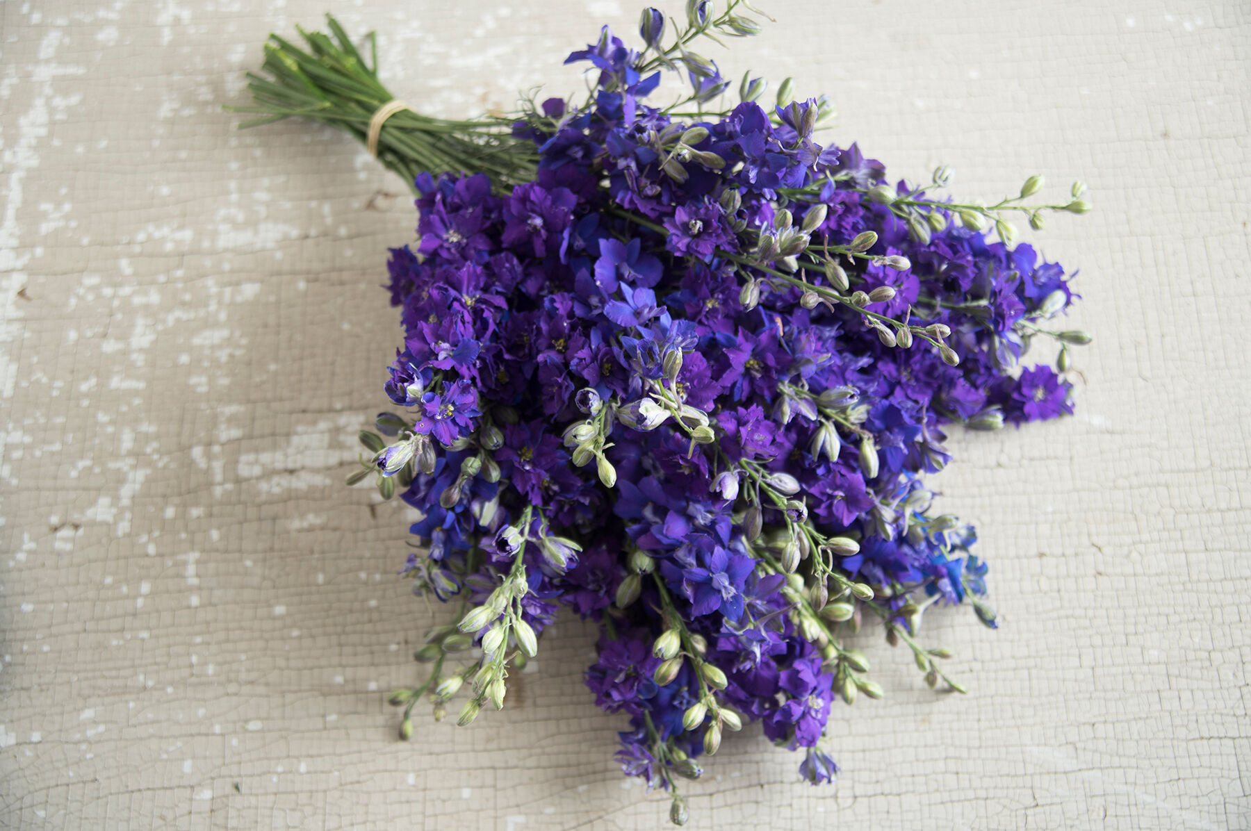 QIS&trade; Dark Blue Larkspur