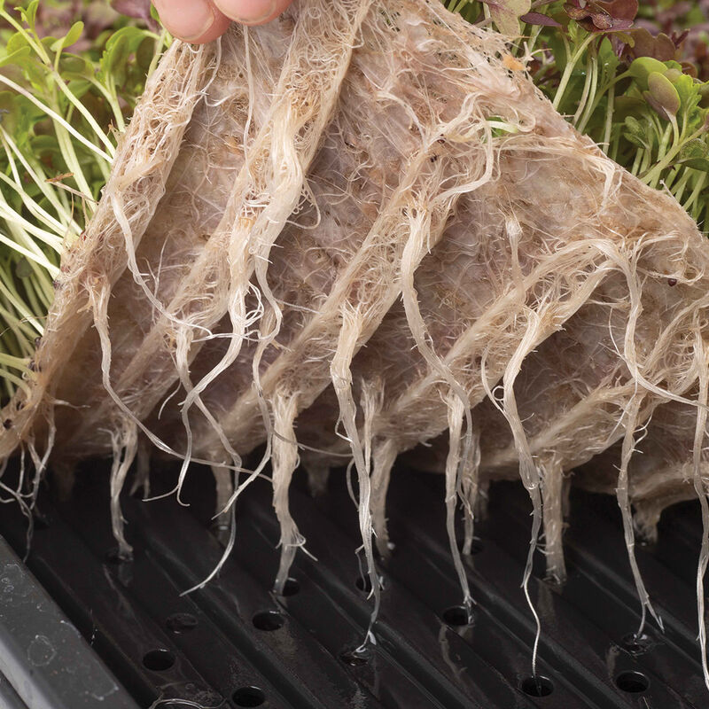 Terrafibre Hemp Grow Mats, 10" x 20" &ndash; 10 Count Microgreens Supplies