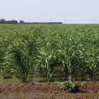 Sudangrass (Brown Mid Rib) Sudan Grass