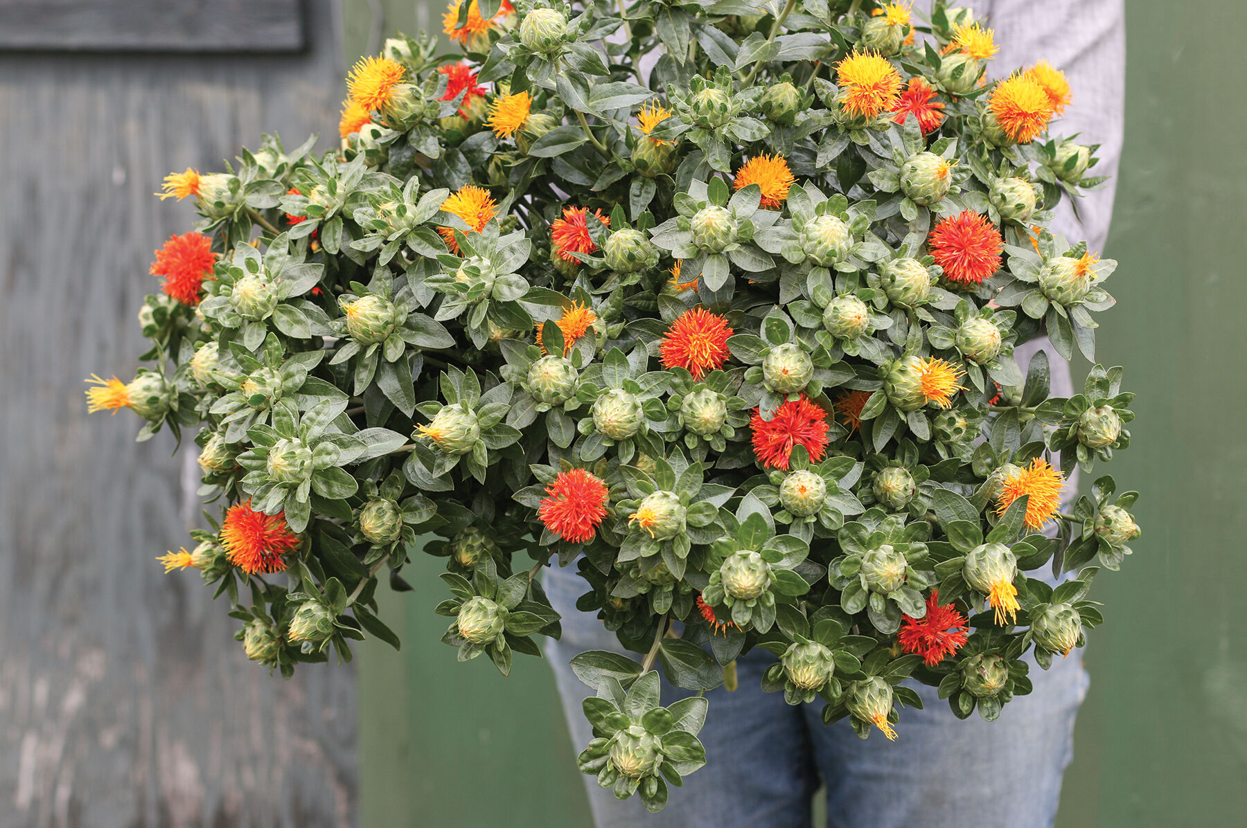 Zanzibar Carthamus (Safflower)