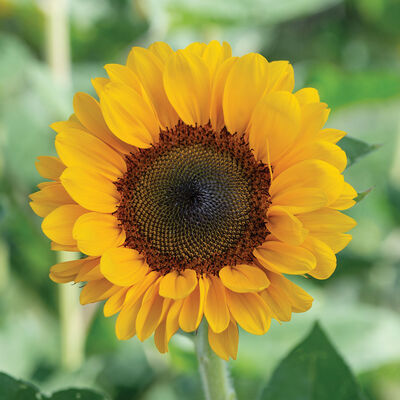 Vincent&reg;s Choice DMR Tall Sunflowers