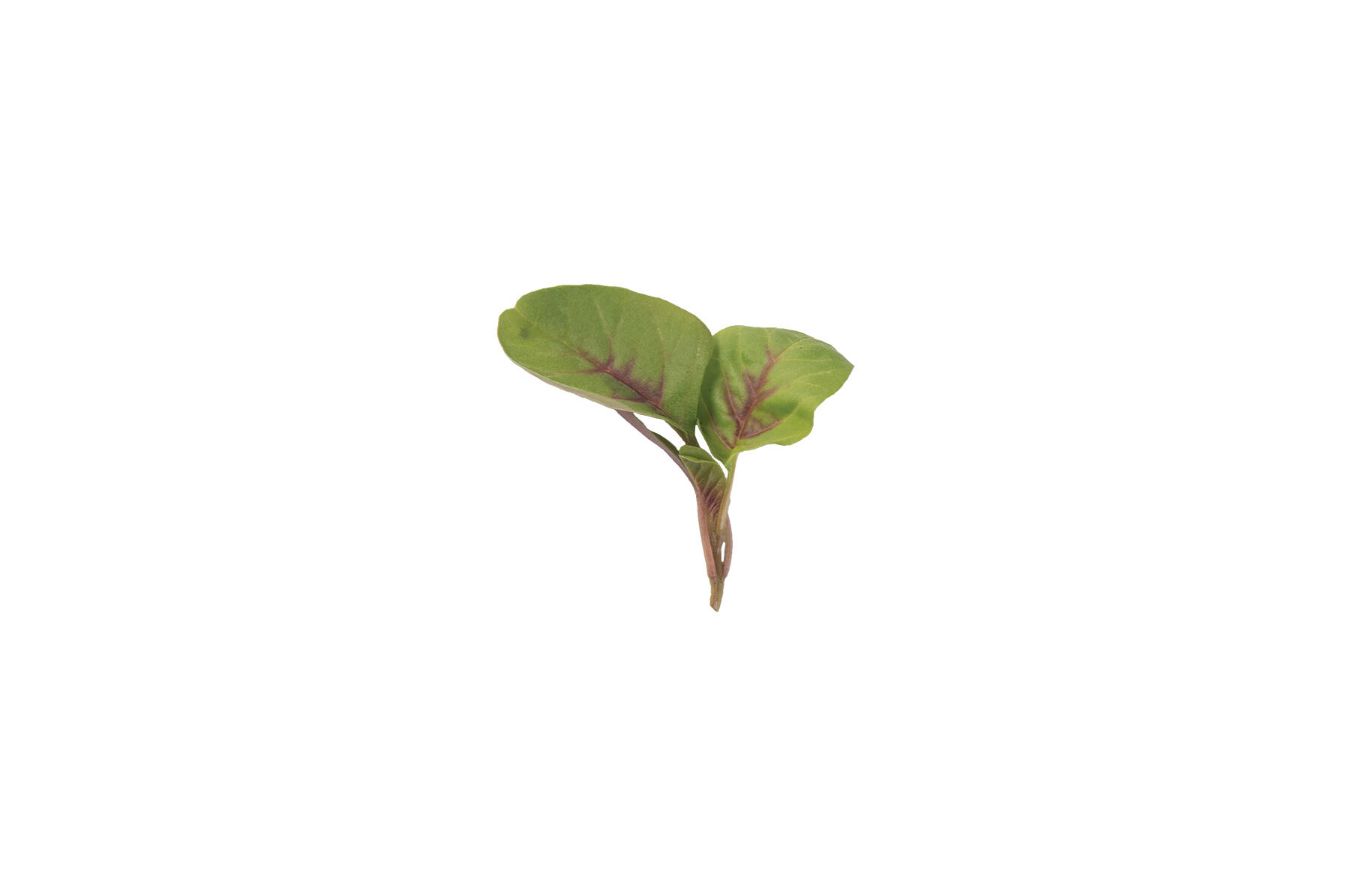 Red Leaf Vegetable Amaranth Specialty Greens