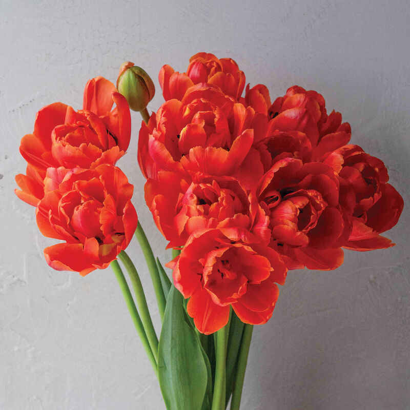 Icoon Tulips