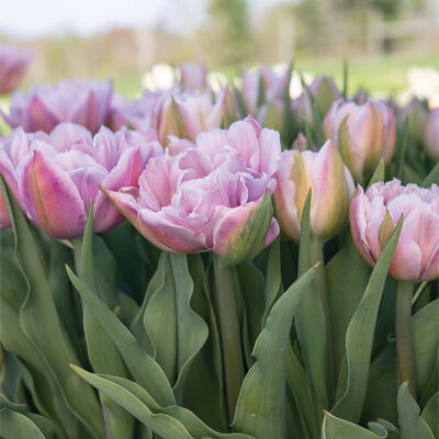 Katinka Tulips