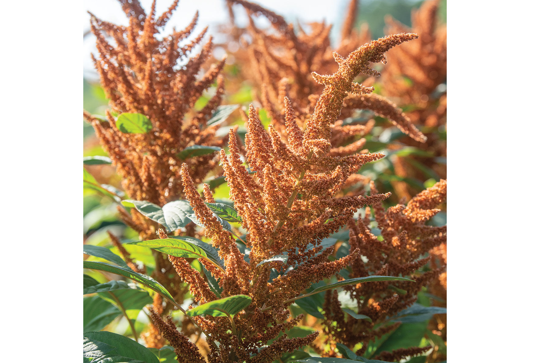 Hot Biscuits Amaranthus