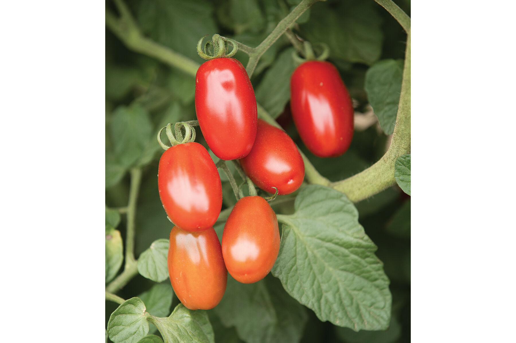 Valentine Grape Tomatoes
