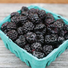 Jewel Raspberry