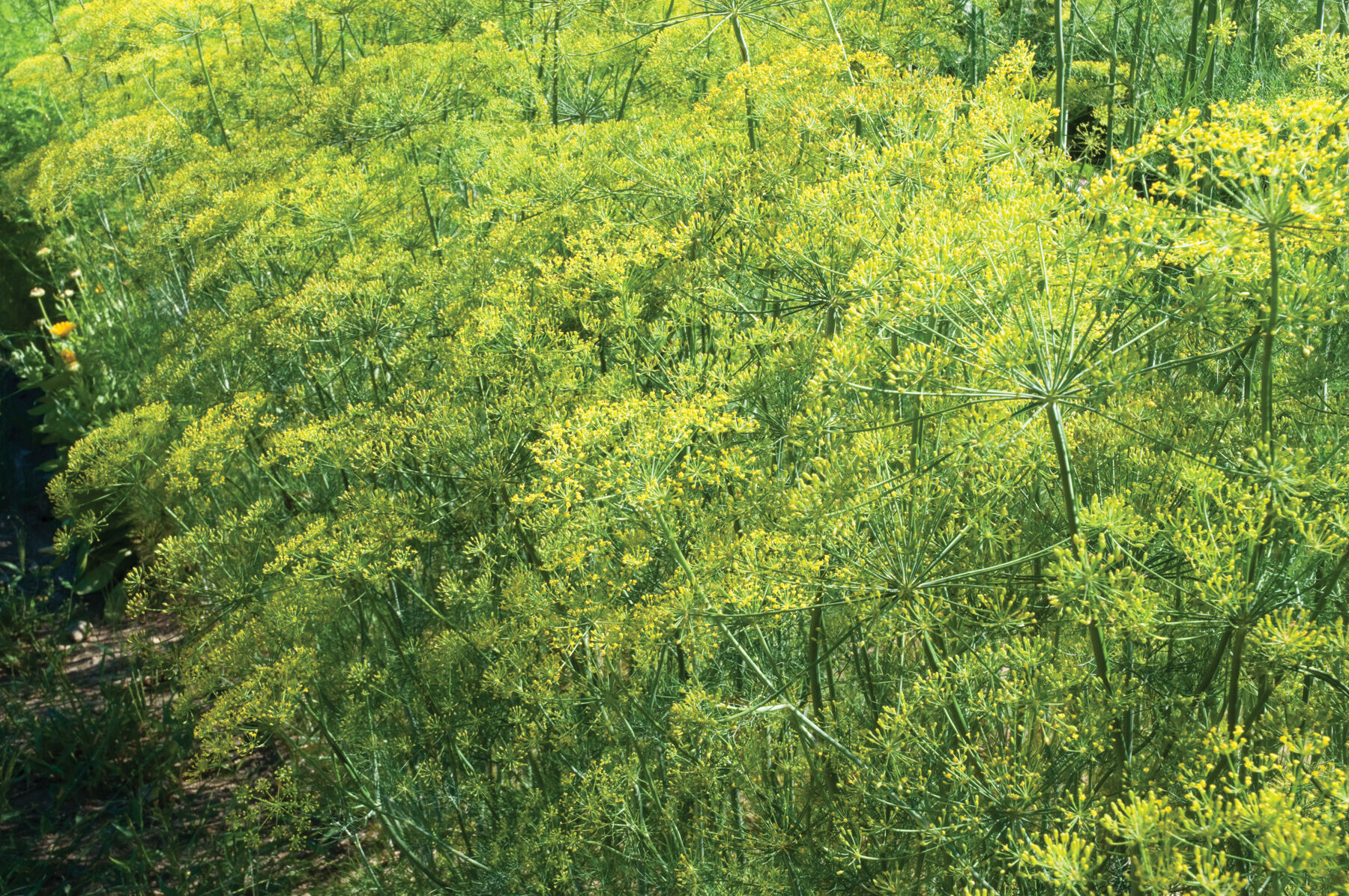 Bouquet Dill