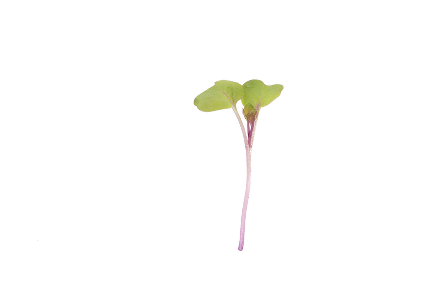 Kale, Unicorn Microgreen Vegetables