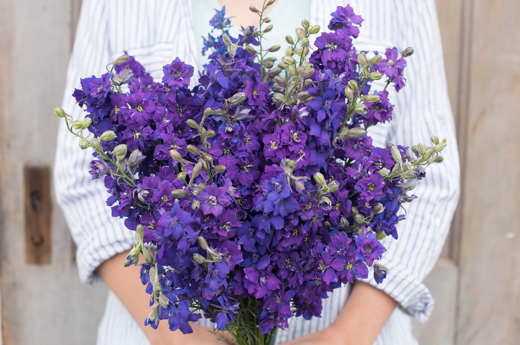 QIS&trade; Dark Blue Larkspur
