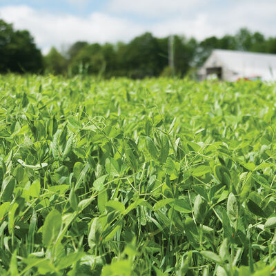 4010 Field Pea Legumes