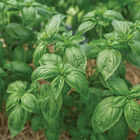 Noga Prospera&reg; Active DMR Genovese Basil